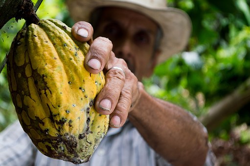 CocoaWell:  Nature's Richest Superfruit